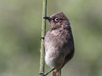 frieda 018  Cape Bulbul - Frieda Prinsloo 2014 : frieda